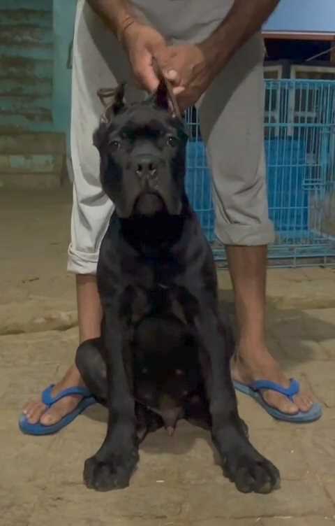 Cane Corso For Sale In Thiruvananthapuram