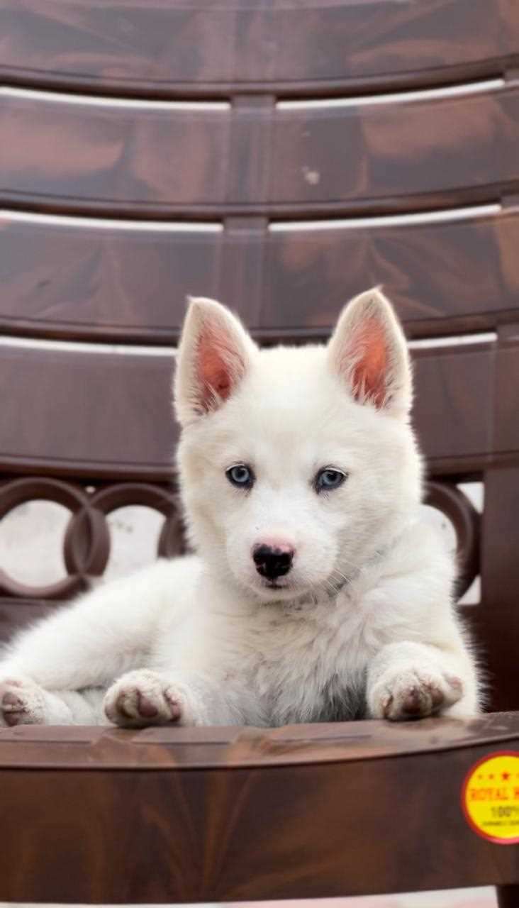 Siberian Husky For Sale In Nasik