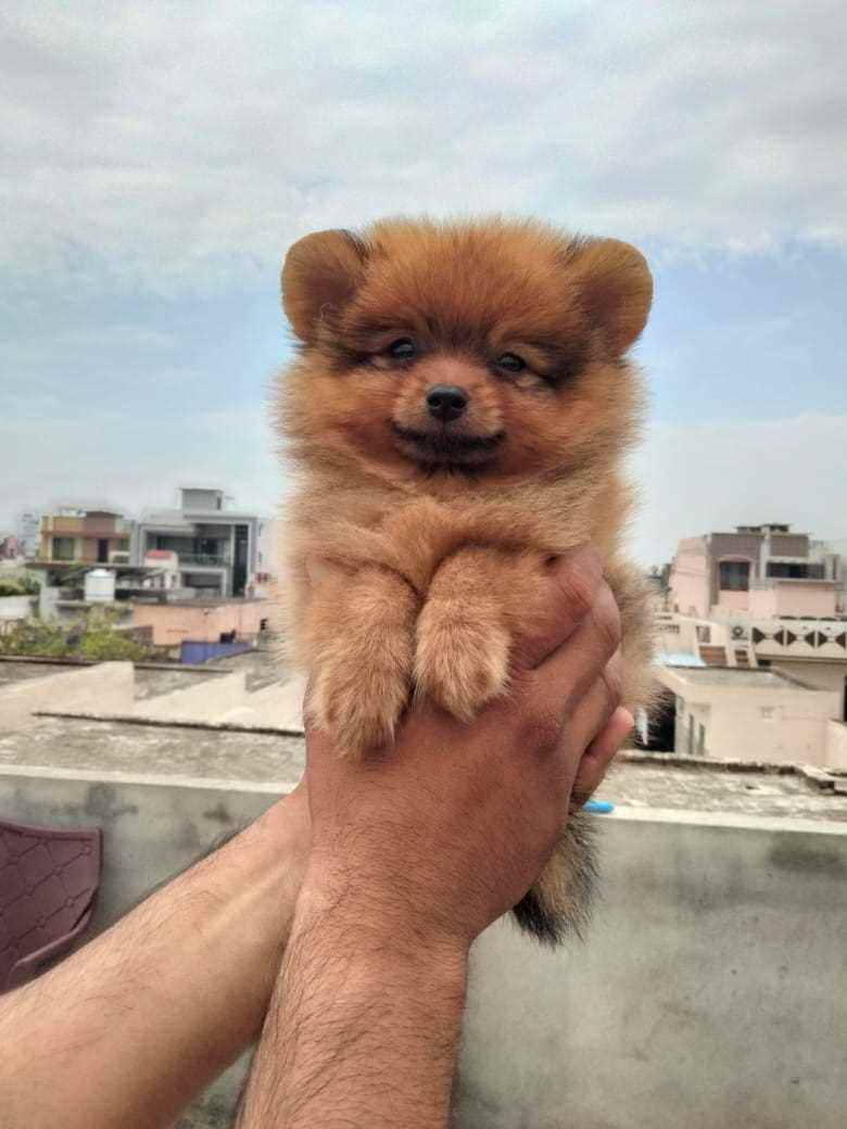 Culture Pomeranian For Sale In Nasik
