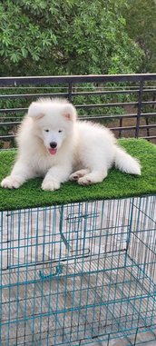 Samoyed For Sale In Nasik