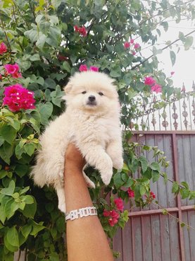 Culture Pomeranian For Sale In Nasik