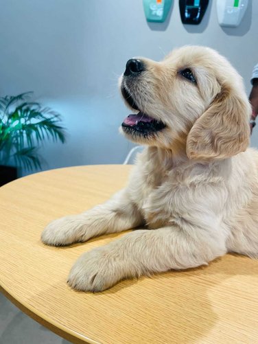 Golden Retriever For Sale In Nasik