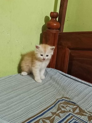 Persian For Sale In Nagpur