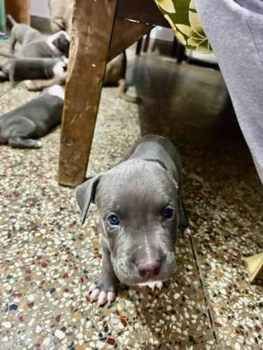 American Bully For Sale In Lucknow