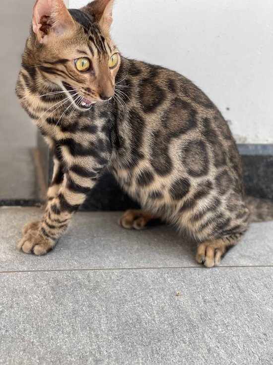 Bengal For Sale In Ernakulam
