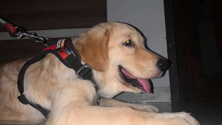 Golden Retriever For Adoption In Vadodara