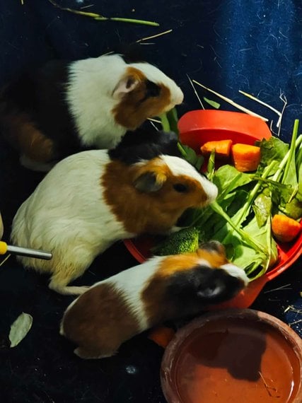 Guinea Pigs For Adoption In Ahmedabad