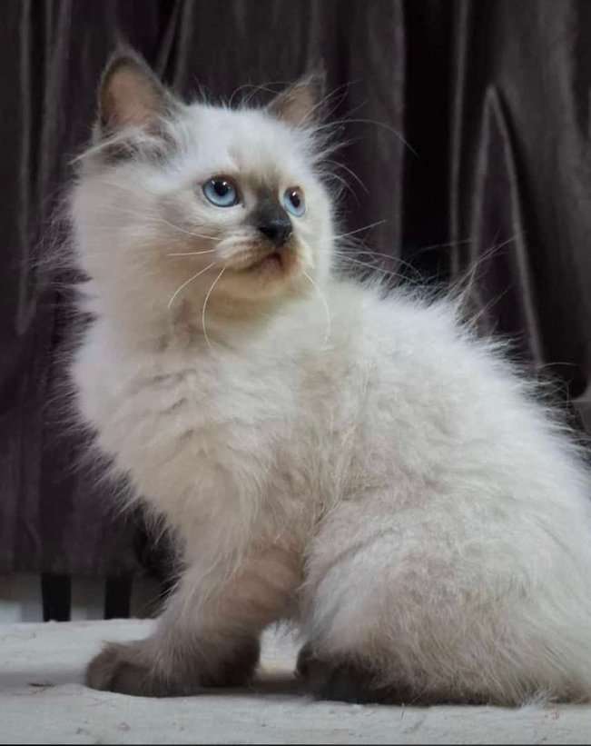 Himalayan For Sale In Bangalore