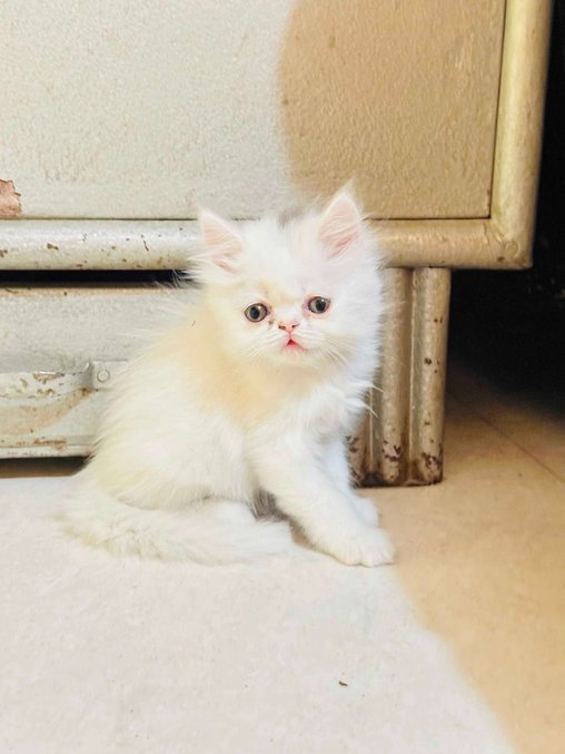 Persian For Sale In Moradabad