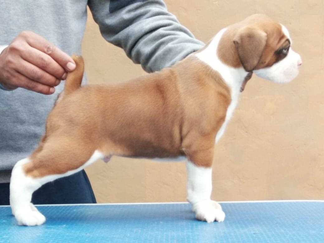 Boxer For Sale In Delhi