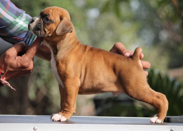 Boxer For Sale In Delhi