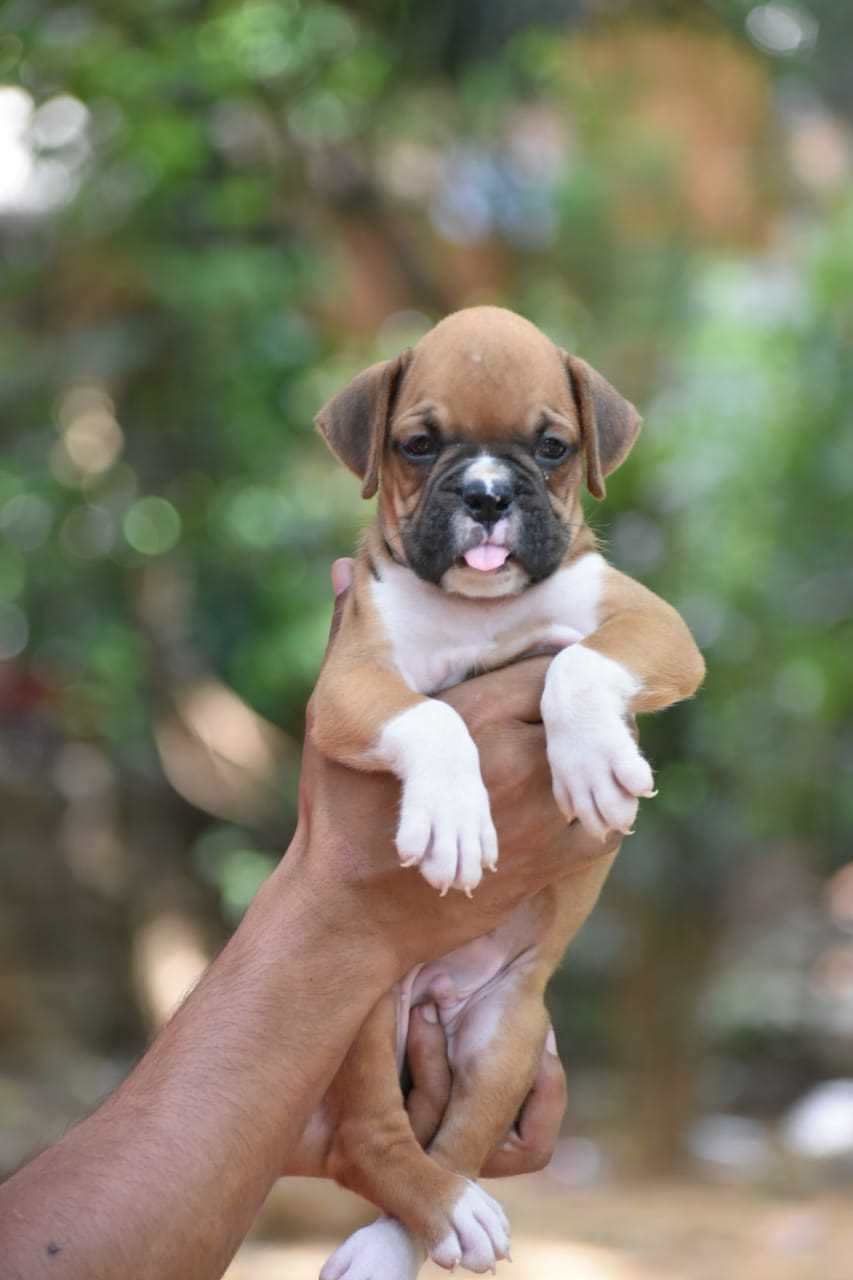 Boxer For Sale In Delhi