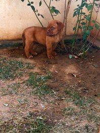 French Mastiff For Sale In Delhi