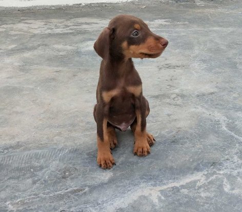 Doberman For Sale In Delhi