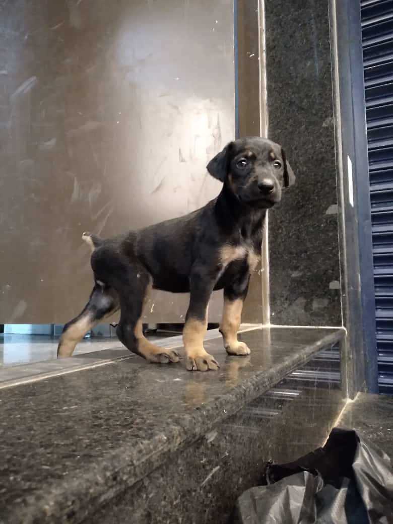 Doberman For Sale In Delhi