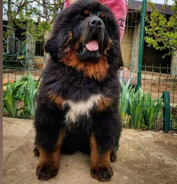Tibetan Mastiff For Sale In Delhi