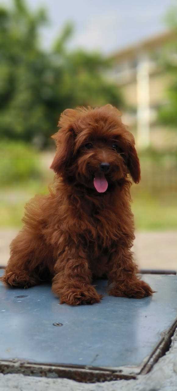 Goldendoodle For Sale In Jaipur