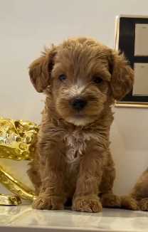 Goldendoodle For Sale In Jaipur
