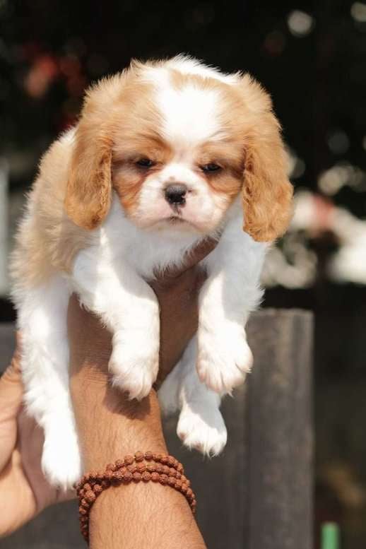 Cavalier King Charles Spaniel For Sale In Jaipur