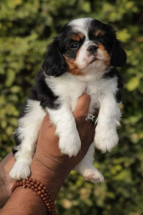 Cavalier King Charles Spaniel For Sale In Jaipur