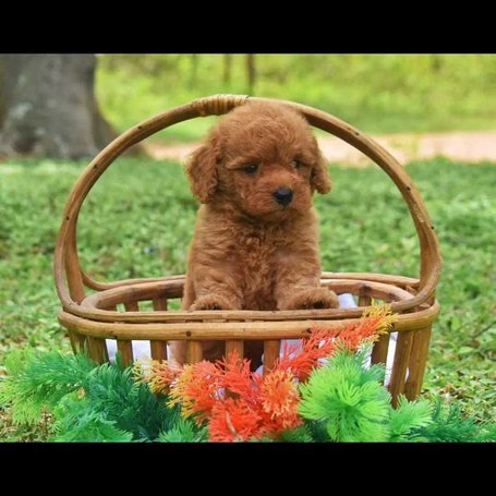 Labradoodle For Sale In Jaipur