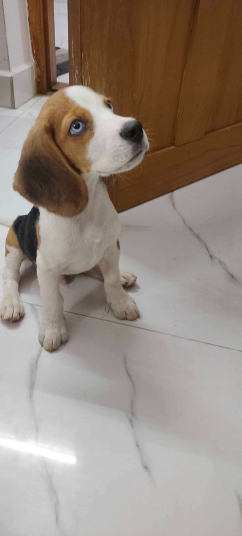 Beagle For Sale In Chennai