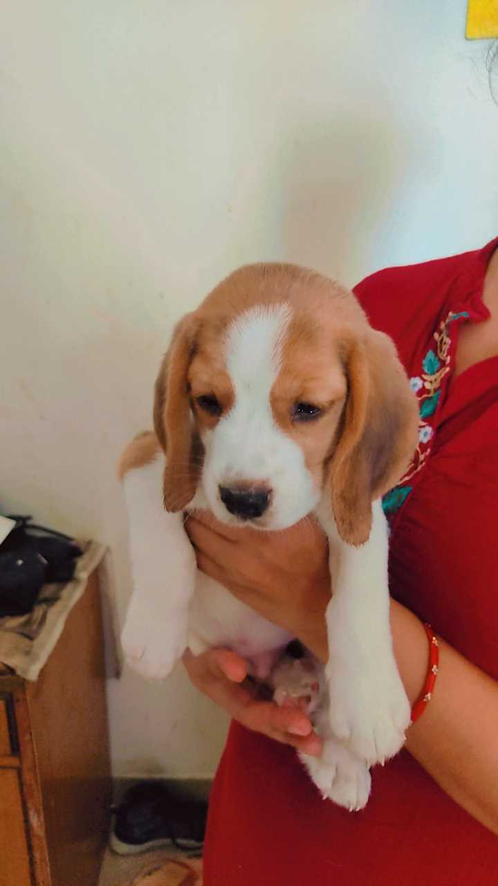 Beagle For Sale In Noida