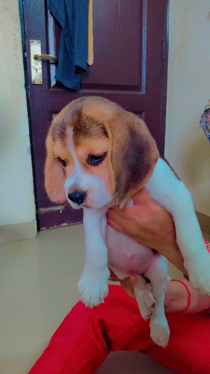 Beagle For Sale In Noida