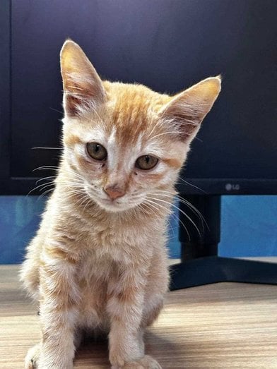 Indian Breed For Adoption In Bangalore