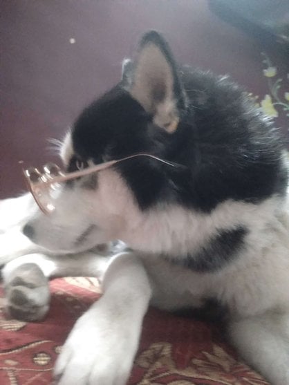 Siberian Husky Dogs For Mating In Delhi