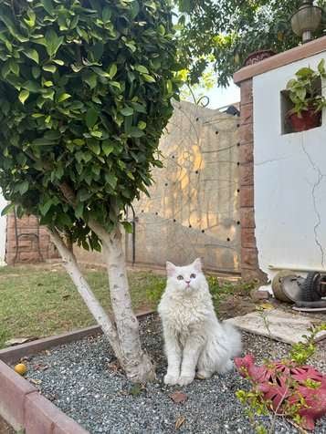 Persian Dogs For Mating In Bangalore