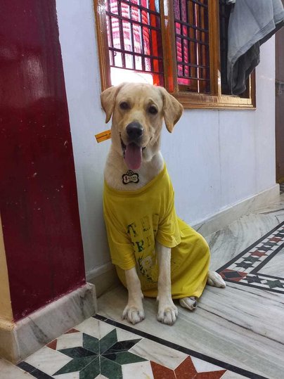 Labrador Retriever For Adoption In Guntur