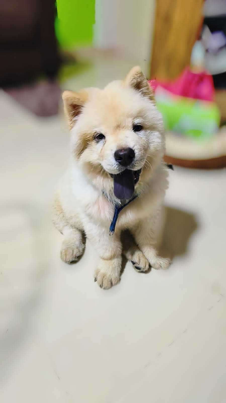 Chow Chow Dogs For Mating In Mumbai