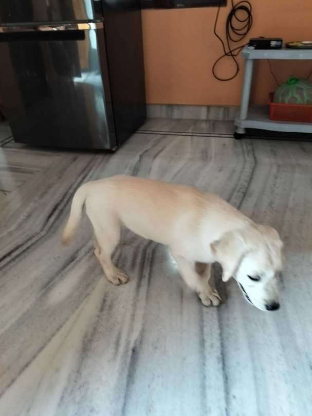Labrador Retriever For Sale In Warangal