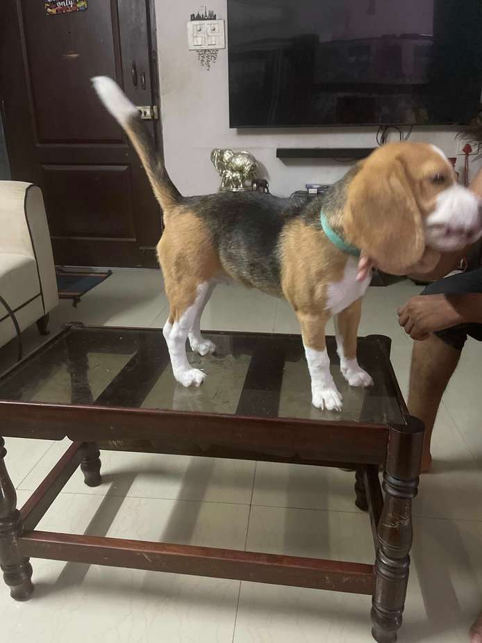Beagle For Sale In Chennai