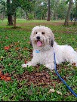 Coton de Tulear Dogs For Mating In Bangalore