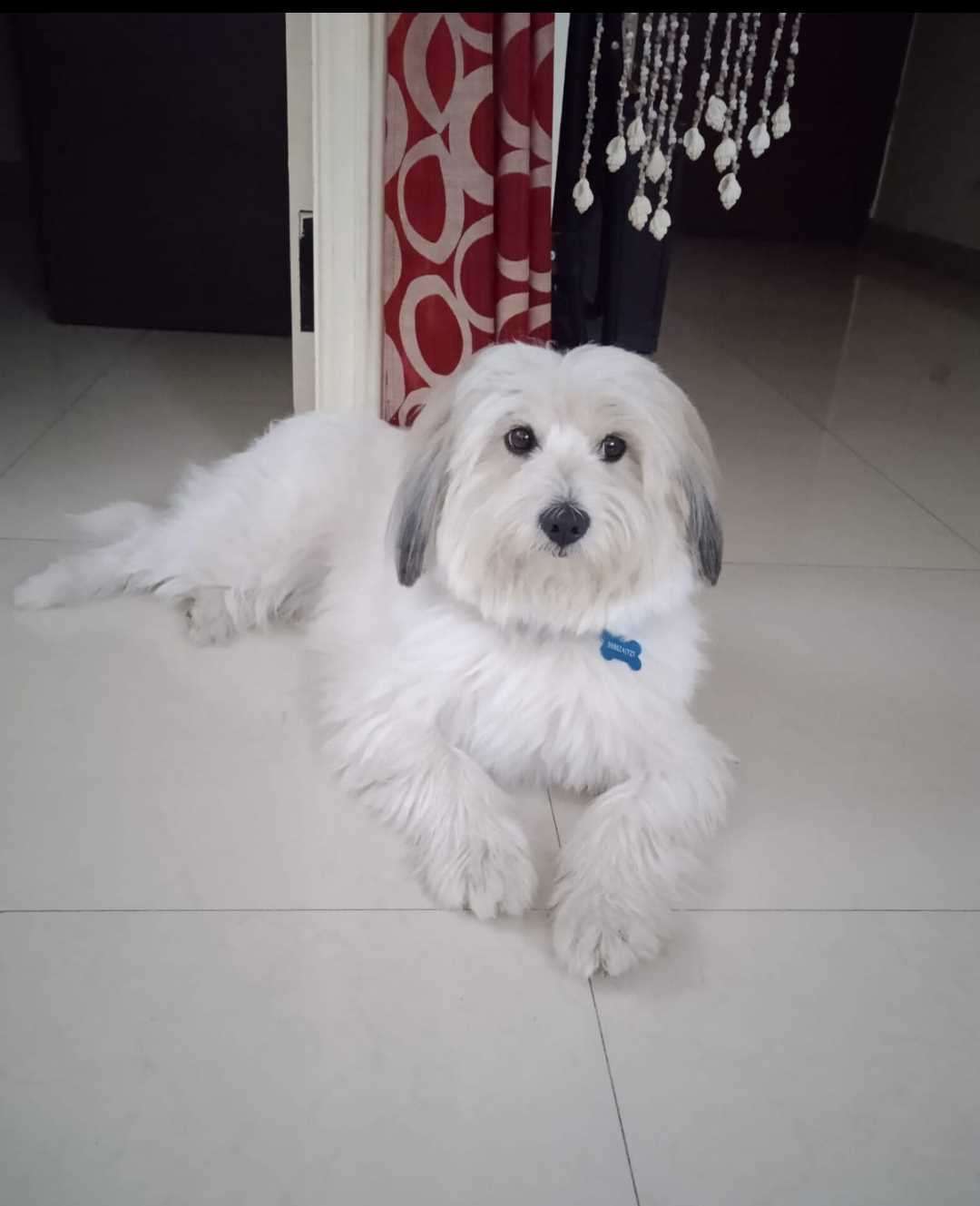 Coton de Tulear Dogs For Mating In Bangalore
