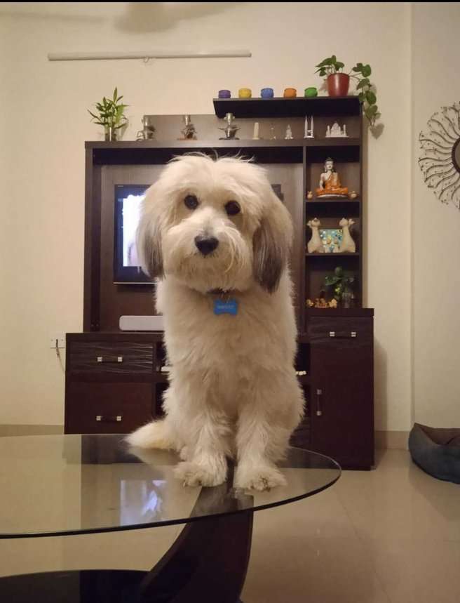 Coton de Tulear Dogs For Mating In Bangalore