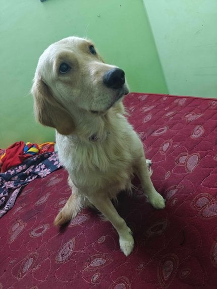 Golden Retriever Dogs For Mating In Chennai