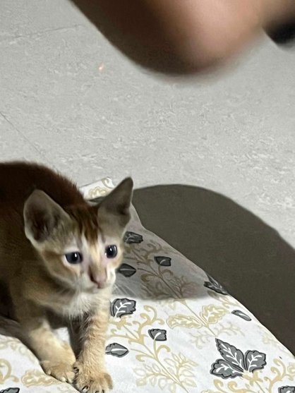 Indian Breed For Adoption In Kolkata