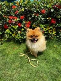 Culture Pomeranian Dogs For Mating In Mumbai