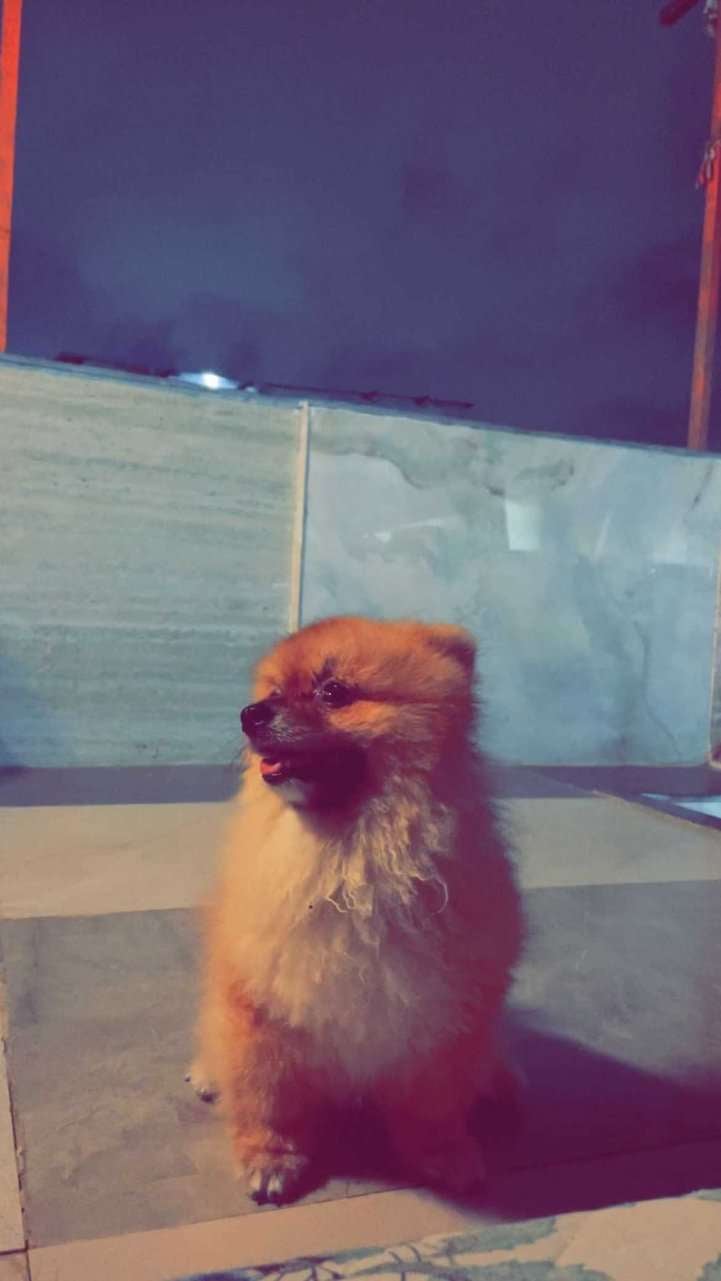 Culture Pomeranian Dogs For Mating In Mumbai