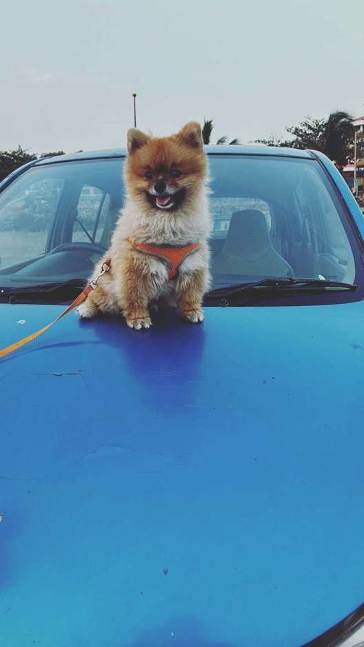 Culture Pomeranian Dogs For Mating In Mumbai