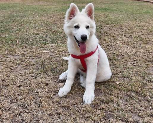 German Shepherd For Sale In Ajmer