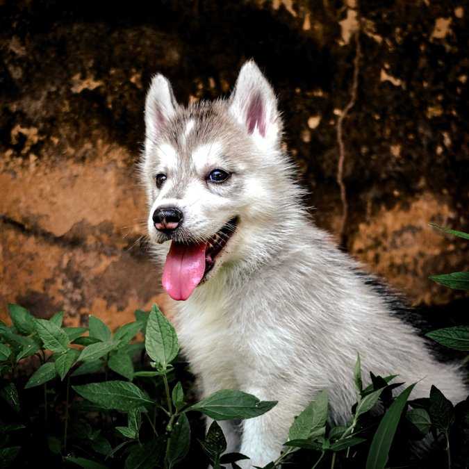 Siberian Husky For Sale In Thiruvananthapuram