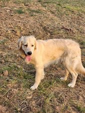 Golden Retriever For Adoption In Mumbai