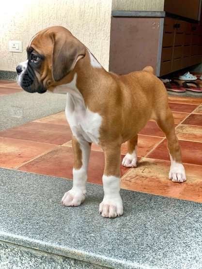 Boxer For Sale In Bangalore