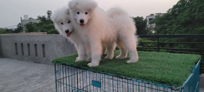Samoyed For Sale In Ludhiana