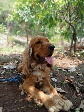 English Cocker Spaniel Dogs For Mating In Satara