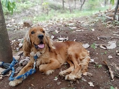 English Cocker Spaniel Dogs For Mating In Satara